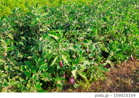 Eggplant beds growing in harvest field 109028109