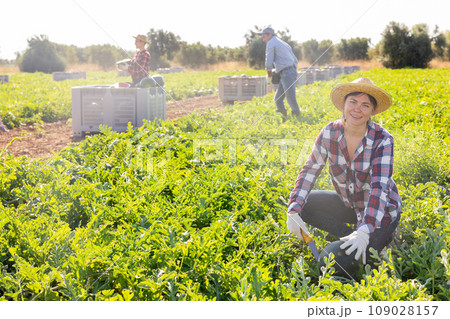 Woman harvesting watermelons on fruit farm 109028157