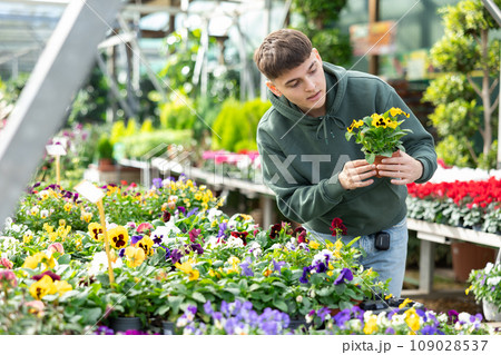 Young guy choosing wittrock violet in flower shop Young guy choosing wittrock violet in flower shop 109028537