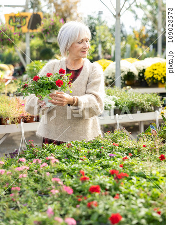 Senior woman customer-onlooker curiously examines showcase exhibition with outdoor plant verbena Senior woman customer-onlooker curiously examines showcase exhibition with outdoor plant verbena 109028578