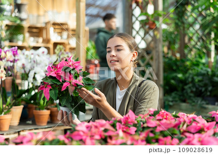 Girl customer-onlooker curiously examines showcase exhibition with indoor plant poinsettia Girl customer-onlooker curiously examines showcase exhibition with indoor plant poinsettia 109028619