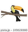 Vector illustration of a toucan sitting on a branch, isolated on a white background 109028980