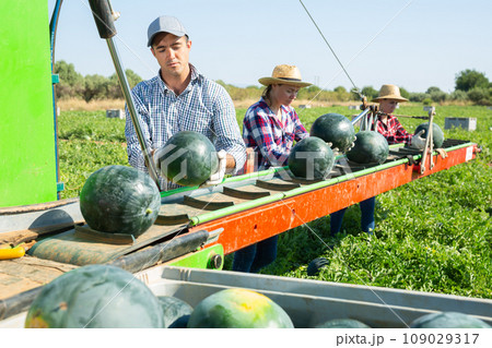 Plantation workers sorting ripe watermelons on outdoor conveyor 109029317