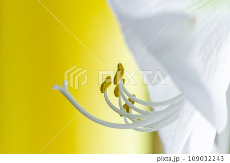 Delicate white hippeastrum flower on yellow background. Stamens and pistil. 109032243