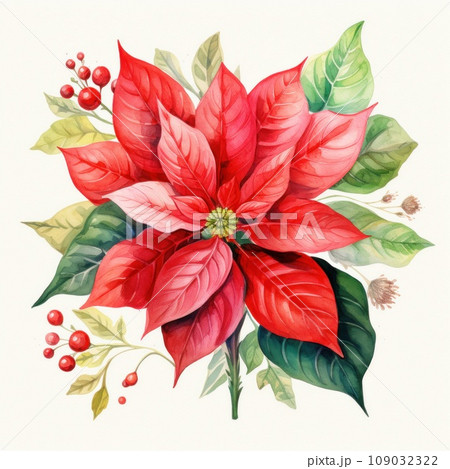 watercolor drawing of a poinsettia flower and leaves isolated 109032322