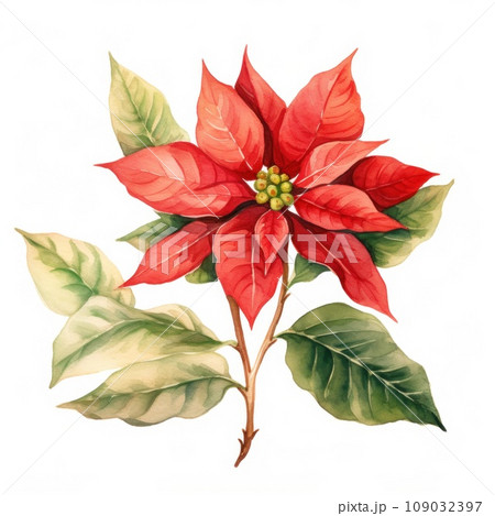 poinsettia watercolor illustration, watercolorist 109032397