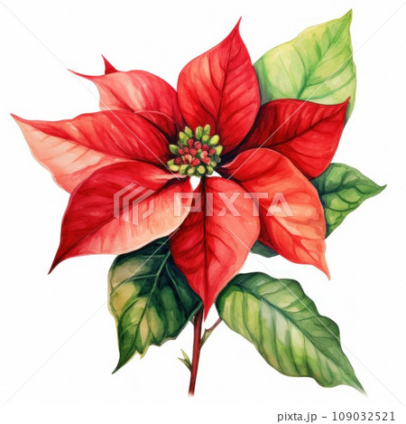 watercolor drawing of a poinsettia flower and leaves isolated 109032521