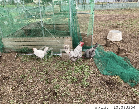 農家の庭先で飼われている3種類の鶏です。 農家の庭先で飼われている3種類の鶏です。 109033354