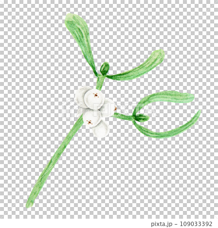 Mistletoe branches and berries. Watercolor hand drawn botanical illustration of Christmas symbol. Plant for homeopathy and medicine. Green leaves and white berries. Good for winter prints, invitations 109033392