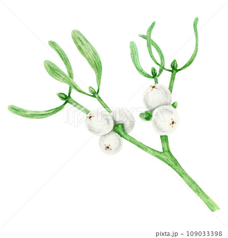 Mistletoe branches and berries. Watercolor hand drawn botanical illustration of Christmas symbol. Plant for homeopathy and medicine. Green leaves and white berries. Good for winter prints, invitations 109033398