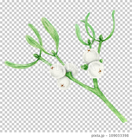 Mistletoe branches and berries. Watercolor hand drawn botanical illustration of Christmas symbol. Plant for homeopathy and medicine. Green leaves and white berries. Good for winter prints, invitations 109033398