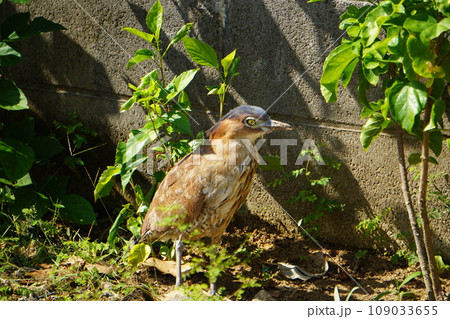 ひょこひょこお休み、ミゾゴイ 109033655