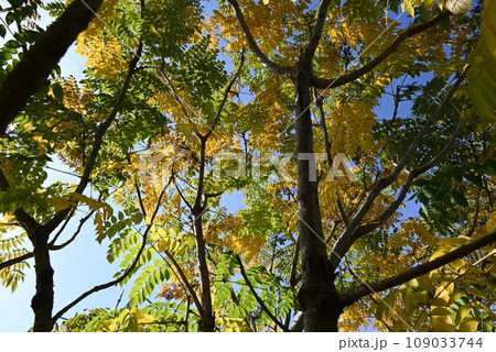 メダラ（雌楤）の木の黄葉と実・タラノキより棘が少ない木 109033744