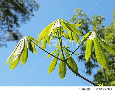 青空バックのトチノキの若葉 青空バックのトチノキの若葉 109033764