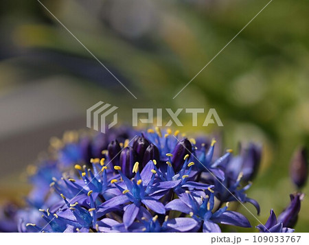 シラーの花のアップ シラーの花のアップ 109033767
