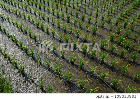 田植え1ヶ月後の水田 田植え1ヶ月後の水田 109033983