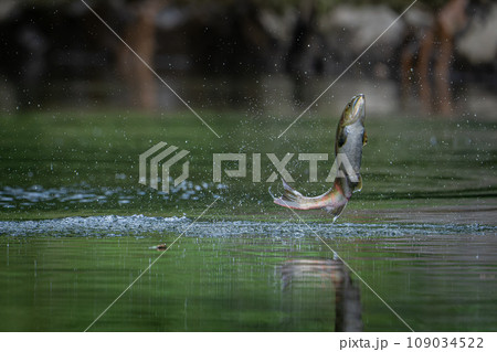 北海道の9月、桜ますの秋。 109034522