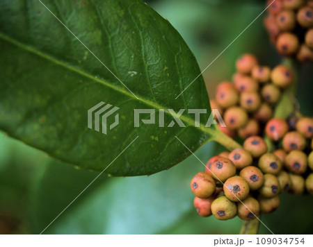 11月に色付いたタラヨウ（多羅葉）の実 109034754