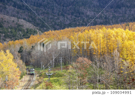 紅葉したカラマツ林を走り抜ける根室線の列車 北海道南富良野町 紅葉したカラマツ林を走り抜ける根室線の列車 北海道南富良野町 109034991