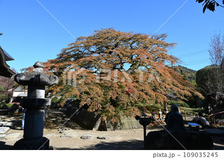 秩父市にある西善寺のこみねかえで 秩父市にある西善寺のこみねかえで 109035245