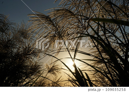 ススキの花 ススキの花 109035258