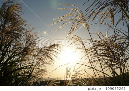 お供え物に、ススキの花 お供え物に、ススキの花 109035261