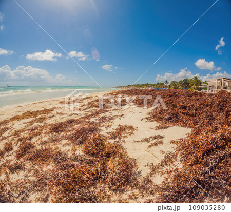 The beautiful Caribbean beach totally filthy and dirty the nasty seaweed sargazo problem in Playa del Carmen Quintana Roo Mexico 109035280