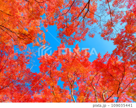 赤く紅葉した楓の葉　秋	 109035441