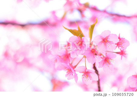 一足早い春の訪れ 満開の河津桜 109035720