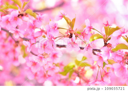 一足早い春の訪れ 満開の河津桜 109035721