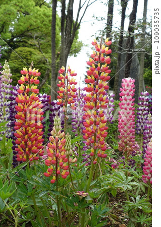 ルピナス ルピナス 109035735