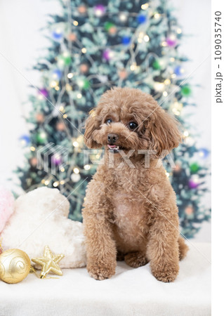 微笑むトイプードルとクリスマスツリー 109035740