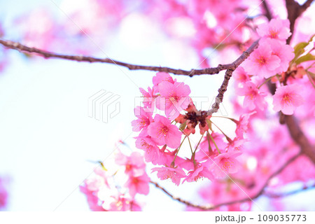 一足早い春の訪れ 満開の河津桜 109035773