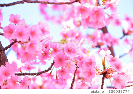 一足早い春の訪れ 満開の河津桜 109035774
