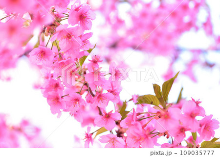 一足早い春の訪れ 満開の河津桜 109035777