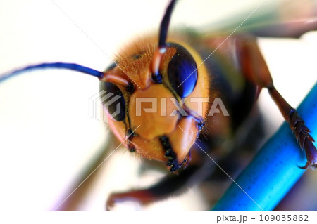 オオスズメバチ オオスズメバチ 109035862