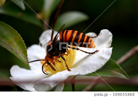 オオスズメバチ オオスズメバチ 109035868