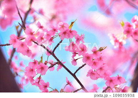 一足早い春の訪れ 満開の河津桜 109035938