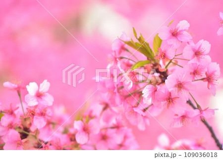 一足早い春の訪れ 満開の河津桜 109036018