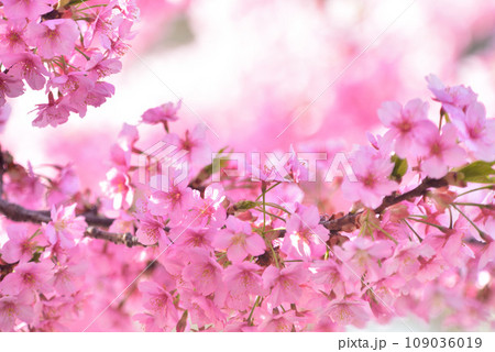 一足早い春の訪れ 満開の河津桜 109036019