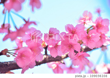 一足早い春の訪れ 満開の河津桜 一足早い春の訪れ 満開の河津桜 109036108