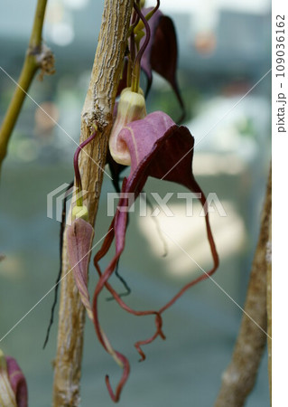 5578 Aristolochia tricaudata 5578 Aristolochia tricaudata 109036162