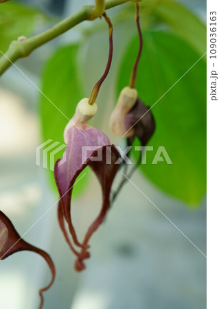 5577 Arisyolochia tricaudata 5577 Arisyolochia tricaudata 109036163