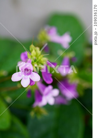 5570 メキシコジキタリス 5570 メキシコジキタリス 109036170