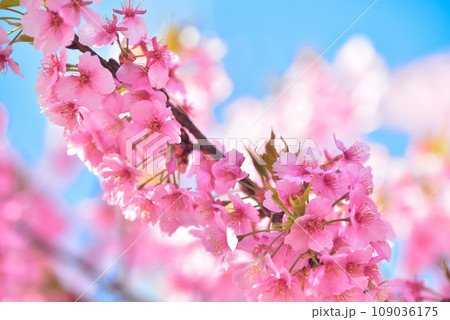 一足早い春の訪れ 満開の河津桜 109036175