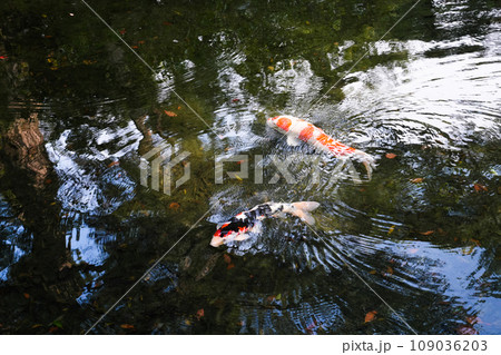 特別名勝・栗林公園の秋(香川県高松市)ミシュラン★★★ 特別名勝・栗林公園の秋(香川県高松市)ミシュラン★★★ 109036203