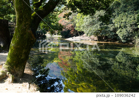 特別名勝・栗林公園の秋(香川県高松市)ミシュラン★★★ 特別名勝・栗林公園の秋(香川県高松市)ミシュラン★★★ 109036242