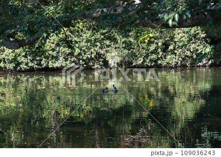 特別名勝・栗林公園の秋（香川県高松市）ミシュラン★★★ 109036243