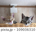 お猫のお昼寝 109036310