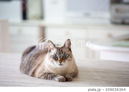 飼い猫、日本猫、ペット 109036364